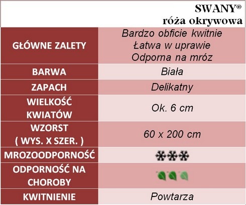 Swany róża okrywowa